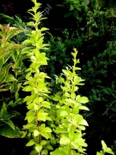 Berberis thunbergii 'Maria  ®' 